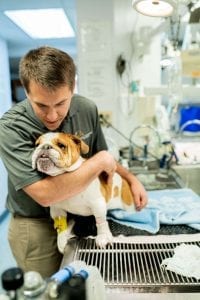 This image portrays 35M01708 by Central Veterinary Hospital.
