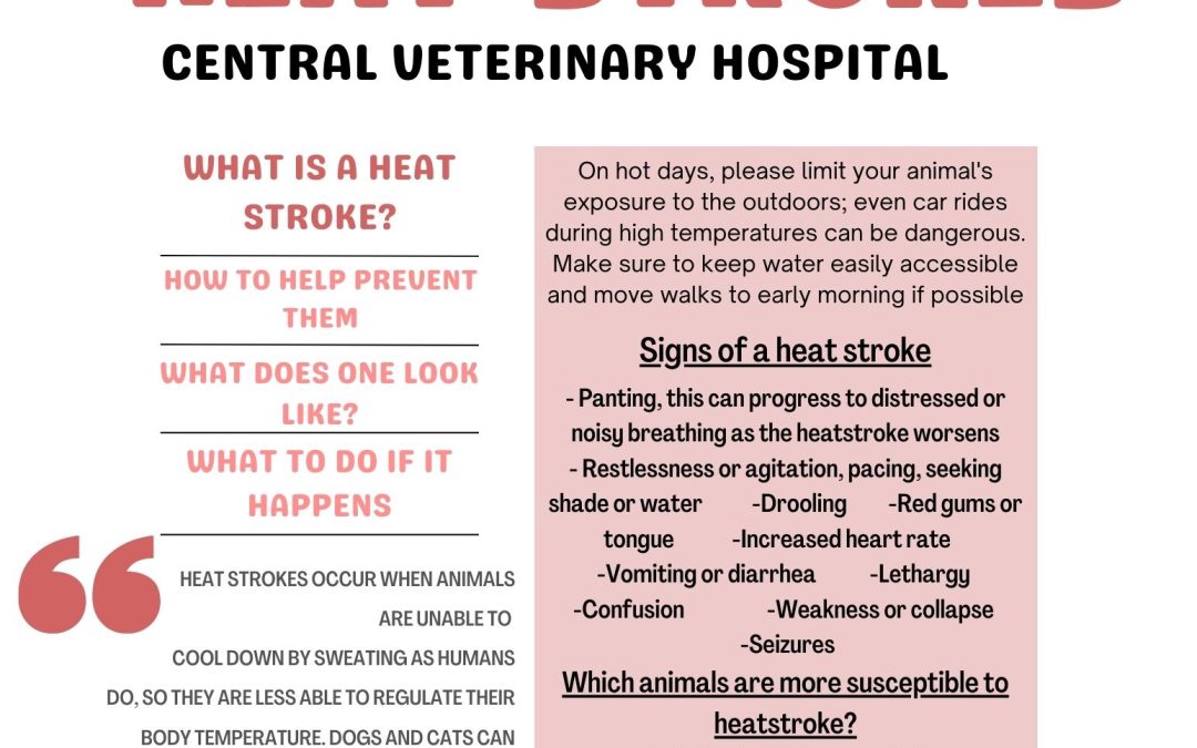 Central Veterinary Hospital